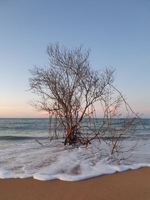 ÁRVORE NO MAR CEARÁ II
