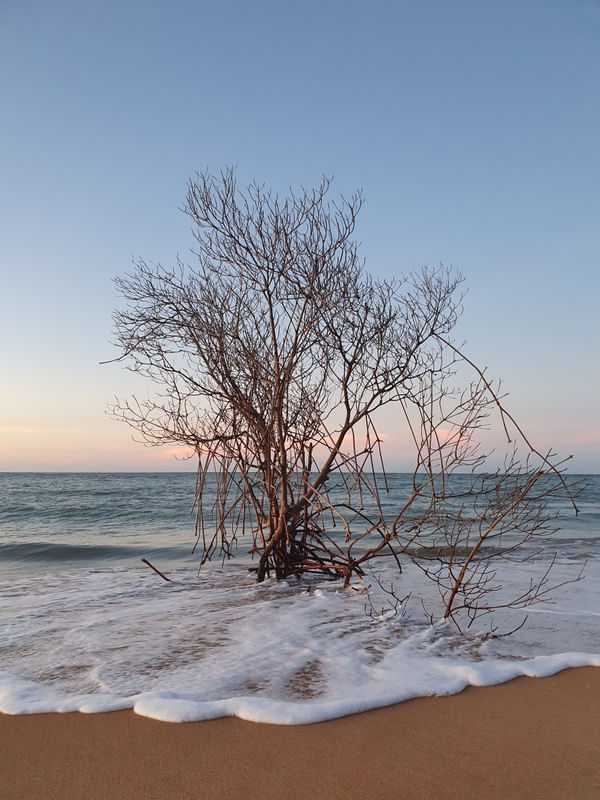 ÁRVORE NO MAR CEARÁ II
