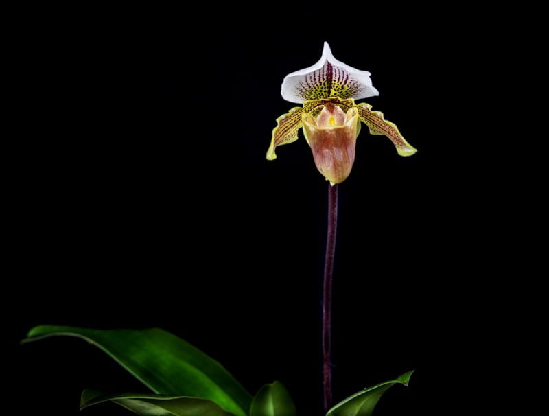 ORQUIDEA PAPHIOPEDILUM
