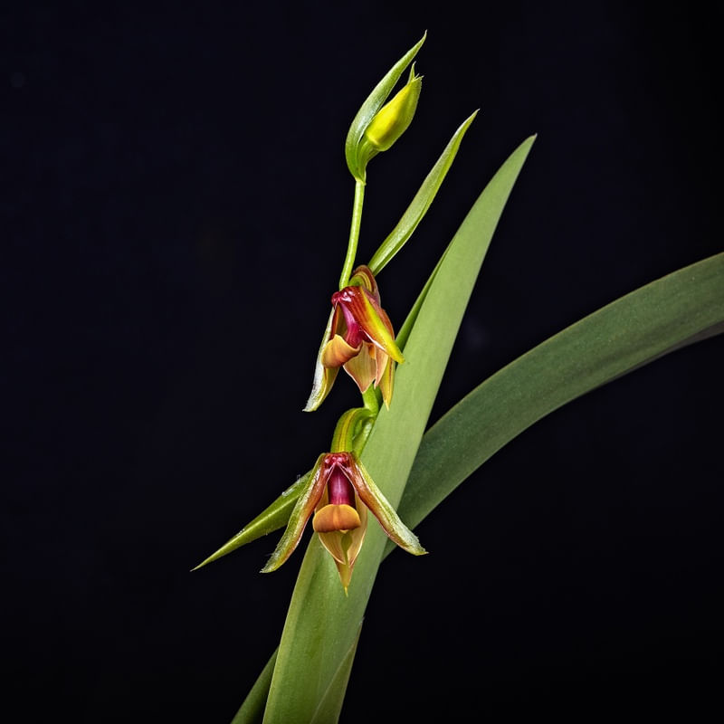 ORQUIDEA ERIA