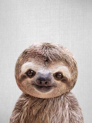 BABY SLOTH - COLORFUL