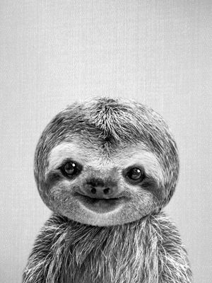 BABY SLOTH - BLACK AND WHITE