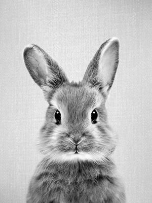 BABY RABBIT - BLACK AND WHITE