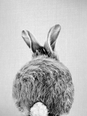 BABY RABBIT TAIL - BLACK AND WHITE