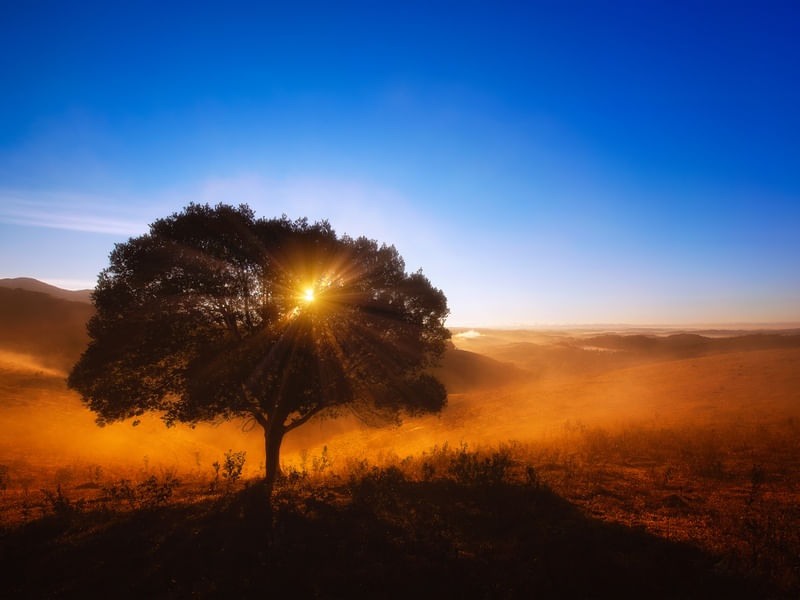 AMANHECER COM NEVOA DOURADA