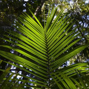 FOLHA TROPICAL 5743