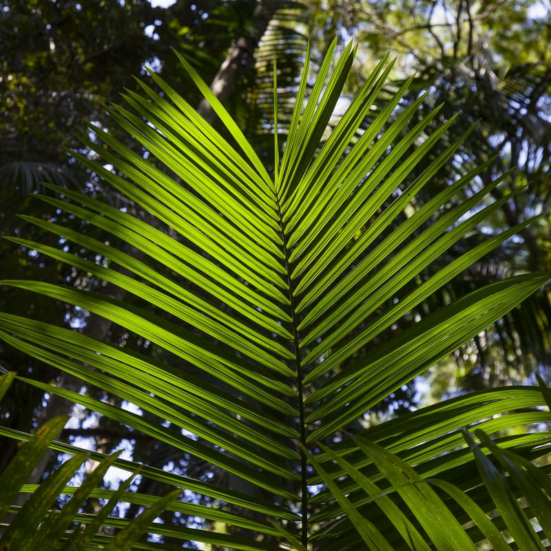 FOLHA TROPICAL 5743