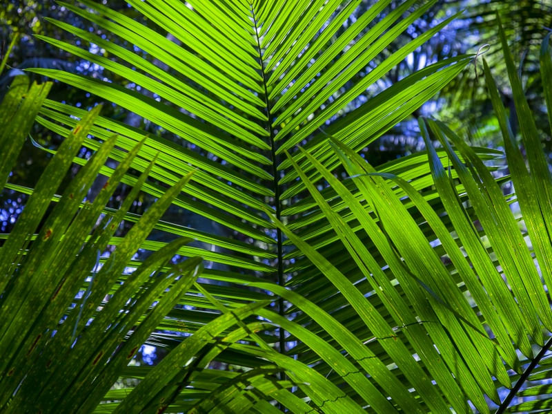 FOLHAGEM TROPICAL 5744