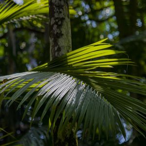 FOLHAGEM TROPICAL 5775