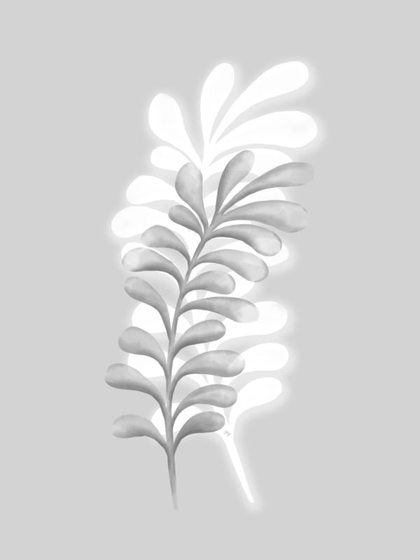 PLANTAS CINZA II