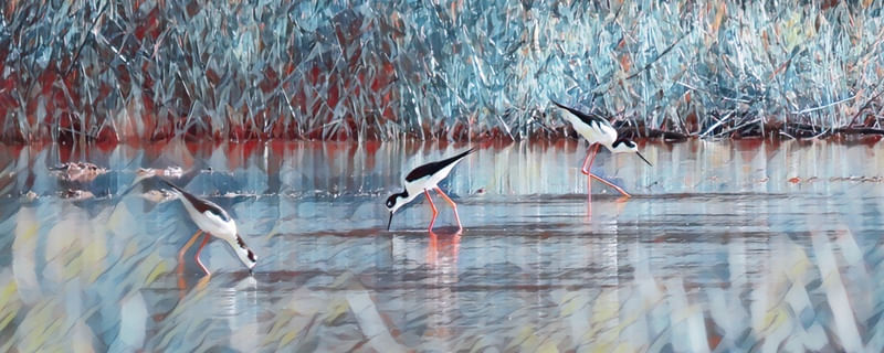 AVES PERNILONGAS III