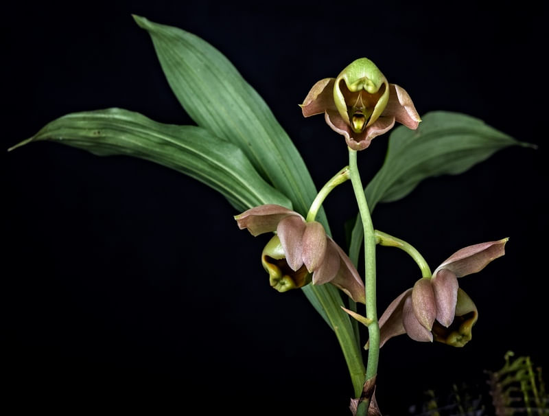 ORQUIDEA CATASETUM