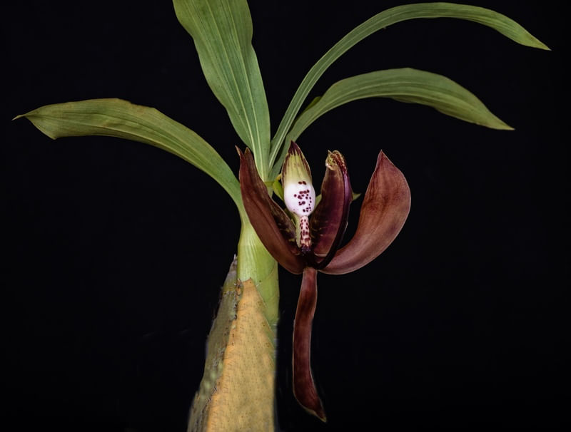 CYCNOCHES LODDIGESII