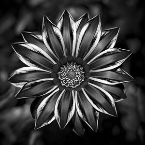 FLOR JARDIM BOTÂNICO CURITIBA - III PB