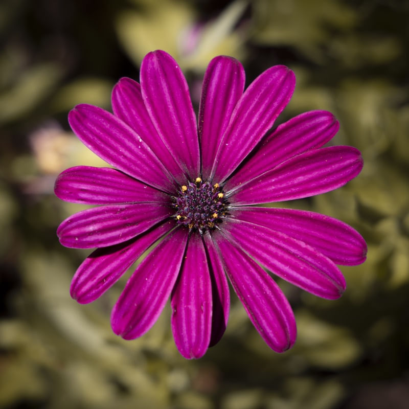 FLOR JARDIM BOTÂNICO CURITIBA - I