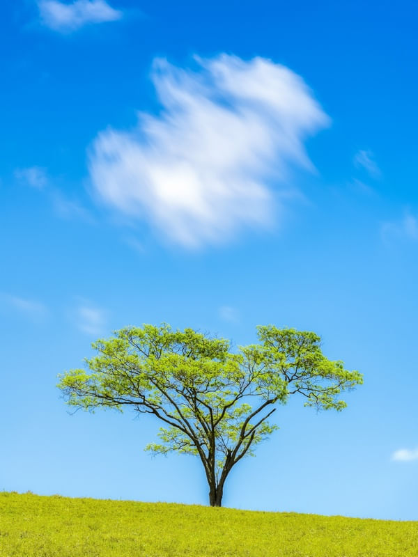 ARVORE E NUVEM SRGB