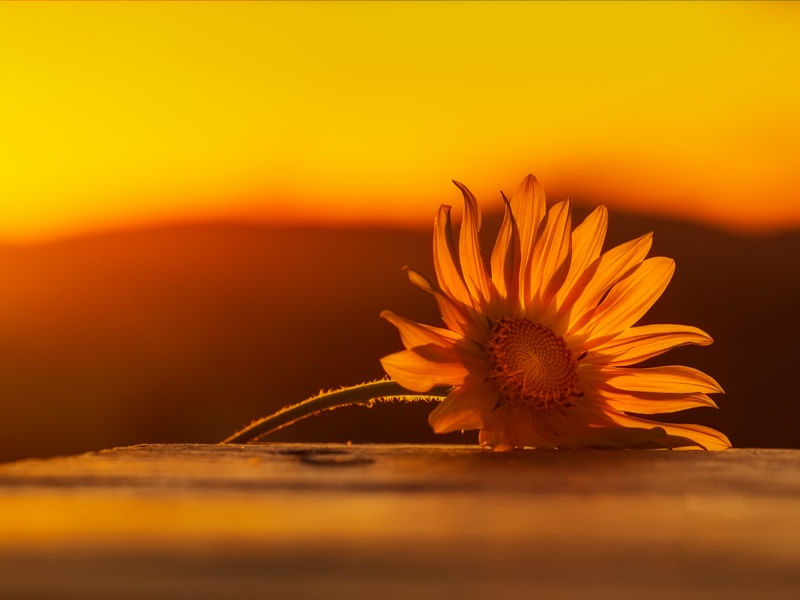 GIRASSOL E POR DO SOL SRGB