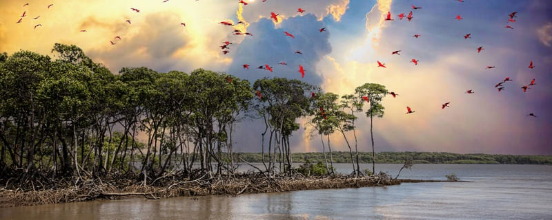 DELTA DOS GUARÁS 2