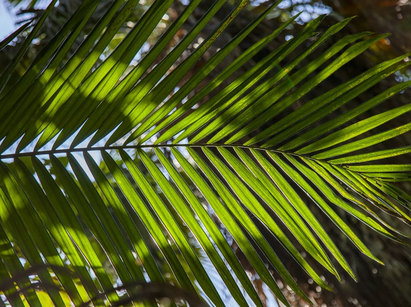 FOLHA TROPICAL 5711