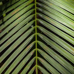 FOLHA TROPICAL 5740