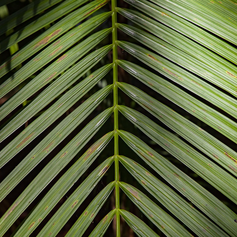 FOLHA TROPICAL 5740
