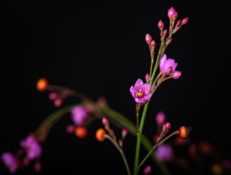FLORES NO MATO