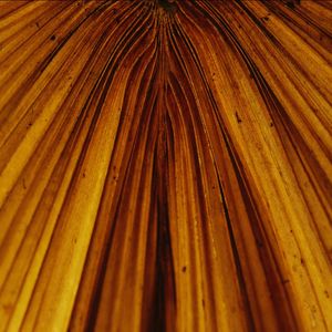 GOLDEN LEAF I