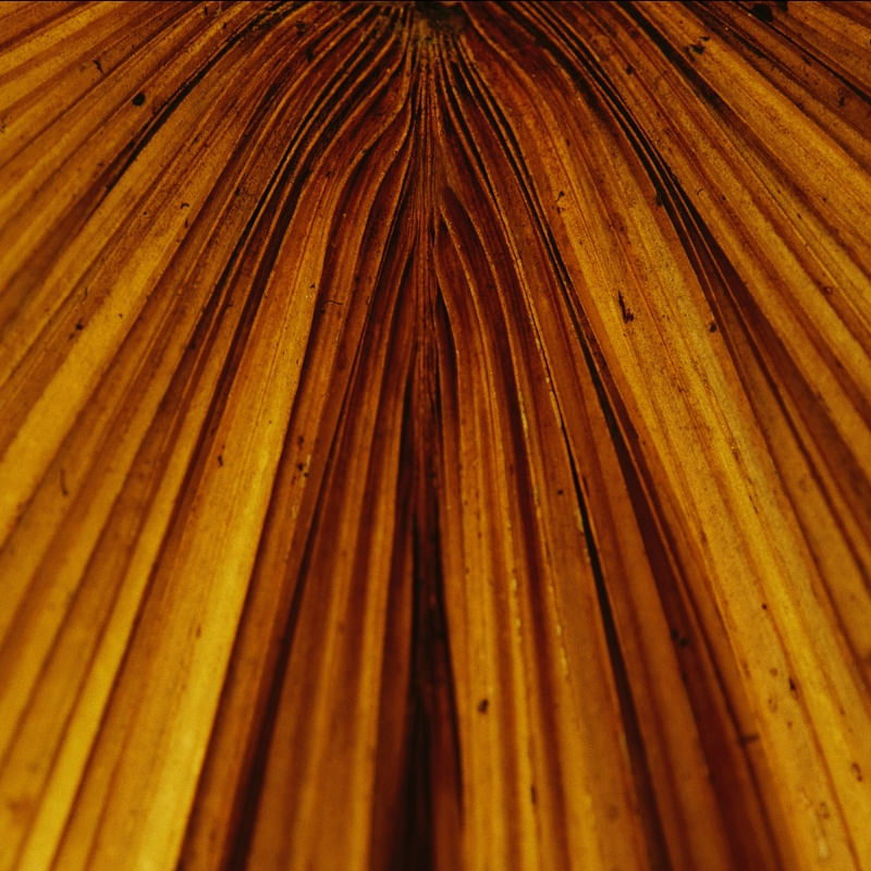 GOLDEN LEAF I