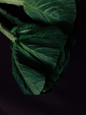 FOOD IN THE DARK