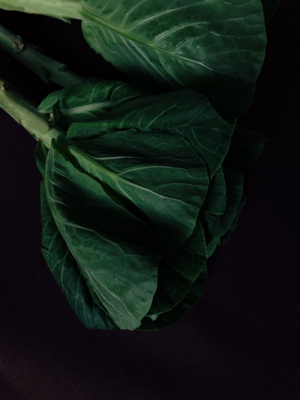 FOOD IN THE DARK