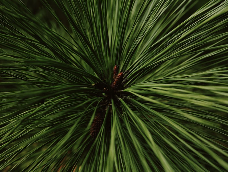 GREEN IMMERSION I