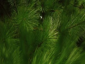 GREEN IMMERSION II
