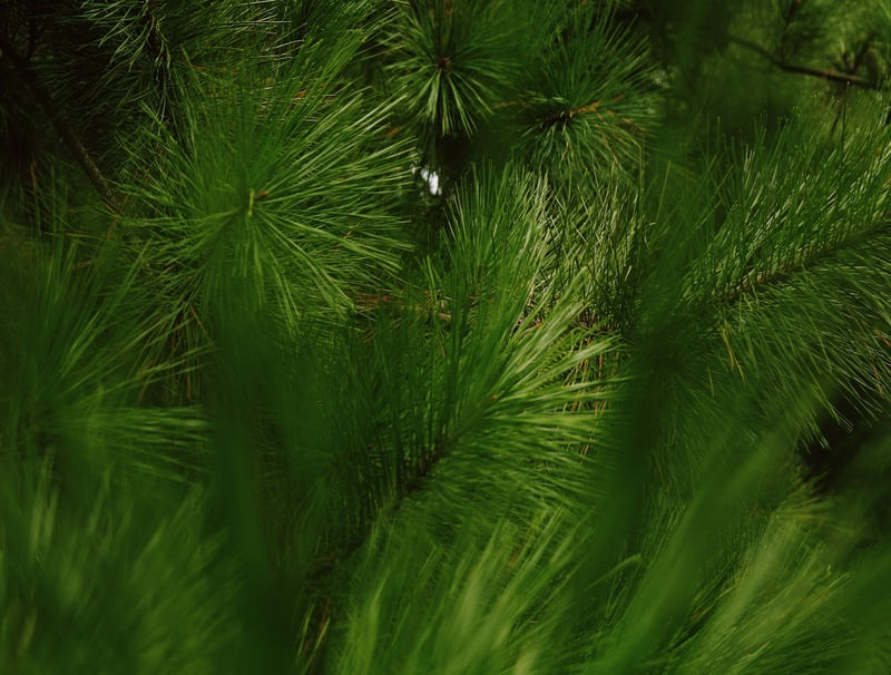 GREEN IMMERSION II