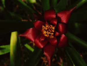 GLARING RED
