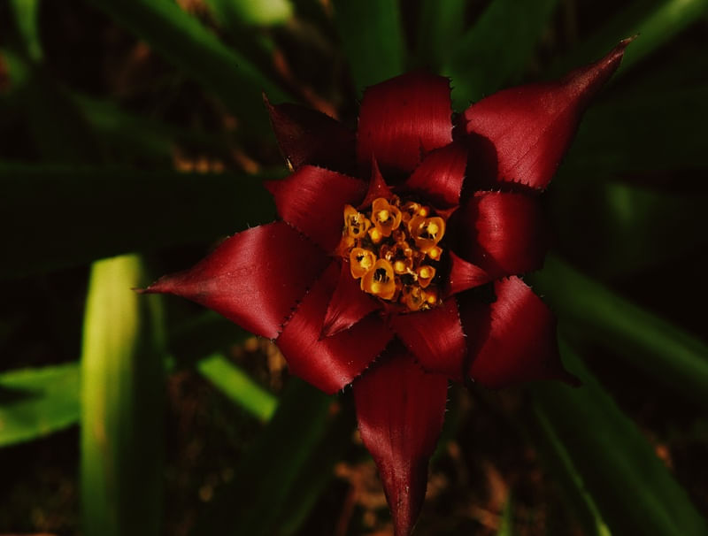 GLARING RED