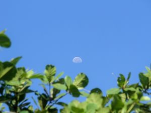 LUA COM FOLHAS