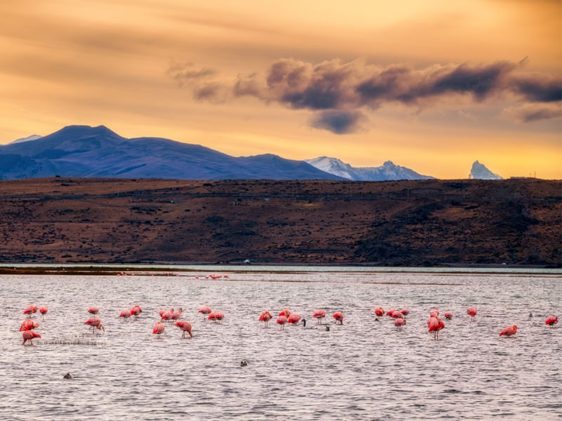 FLAMINGOS NA LAGUNA NIMEZ