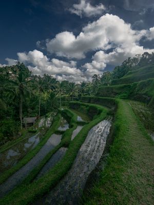 CAMPOS ARROZ TEGALALANG INDONESIA