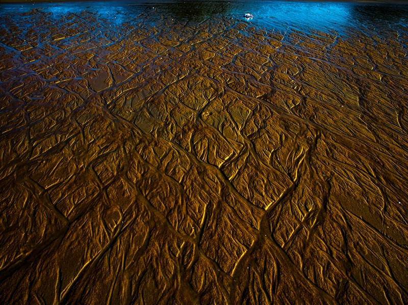 ÁRVORES DE AREIAS XIX