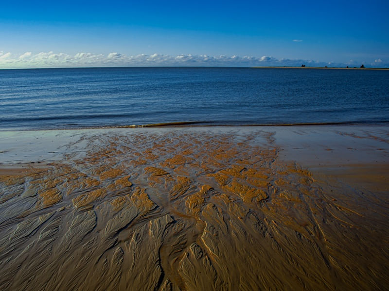 ÁRVORES DE AREIAS VI