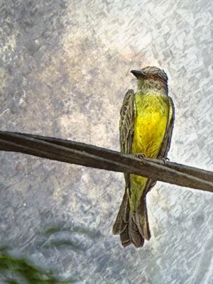 PASSARINHO SUIRIRI