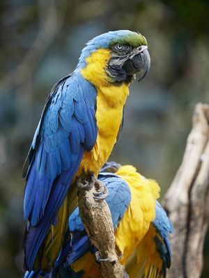 ARARAS - BRASIL TROPICAL