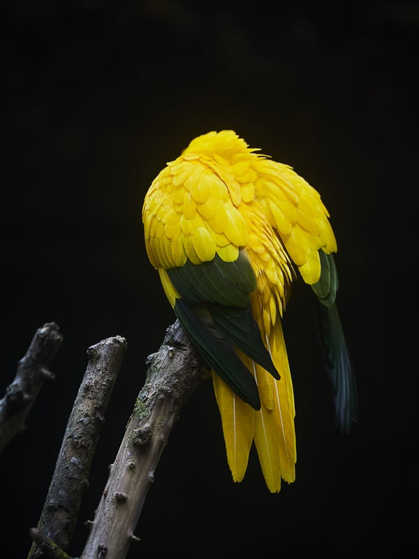 ARARA JUBA - BRASIL TROPICAL