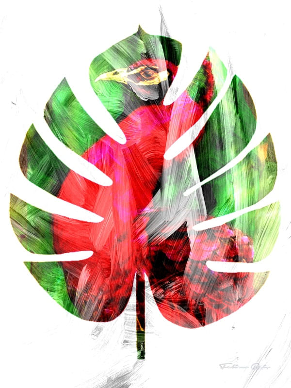 MYSTERIOUS PEACOCK