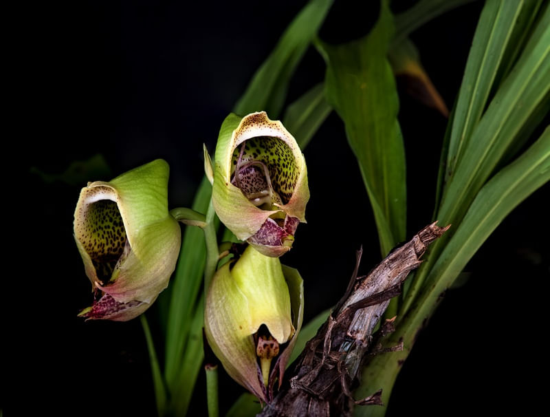 ORQUIDEA CATASETUM MACROCARPUM