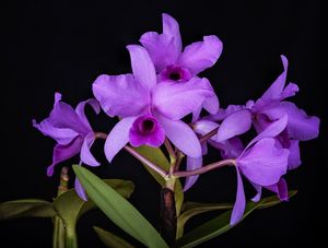 CATTLEYA DECKERII