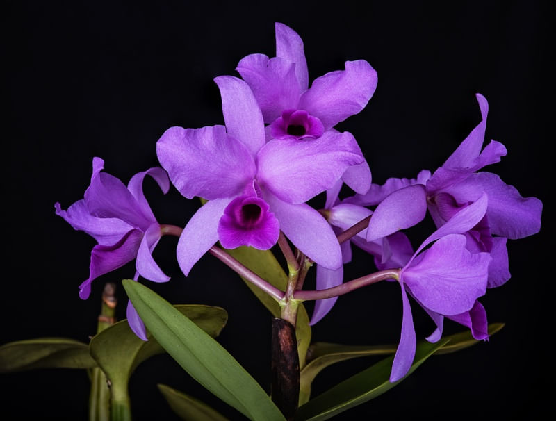 CATTLEYA DECKERII