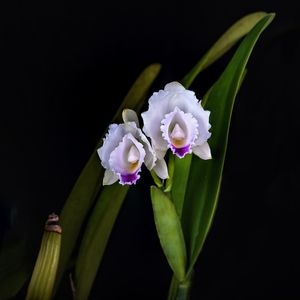 CATTLEYA QUADRICOLOR