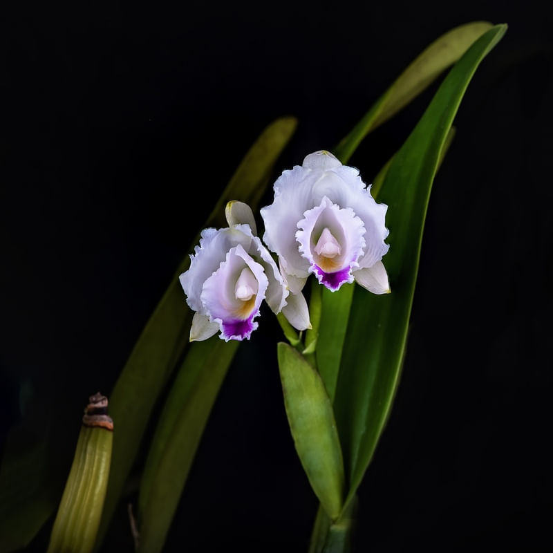 CATTLEYA QUADRICOLOR