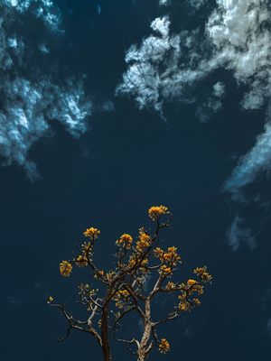 IPÊ ENTRE RIOS